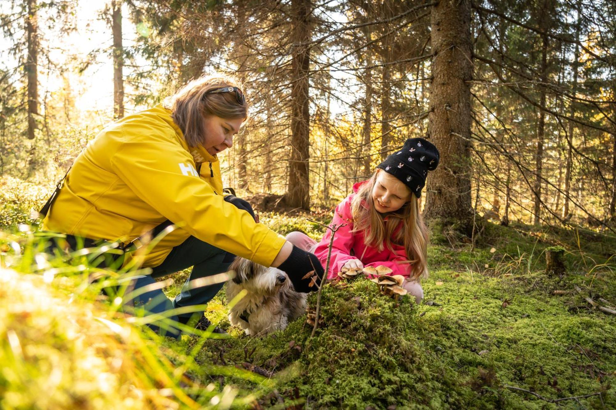 Koli Freetime Cottages Ахмоваара Экстерьер фото